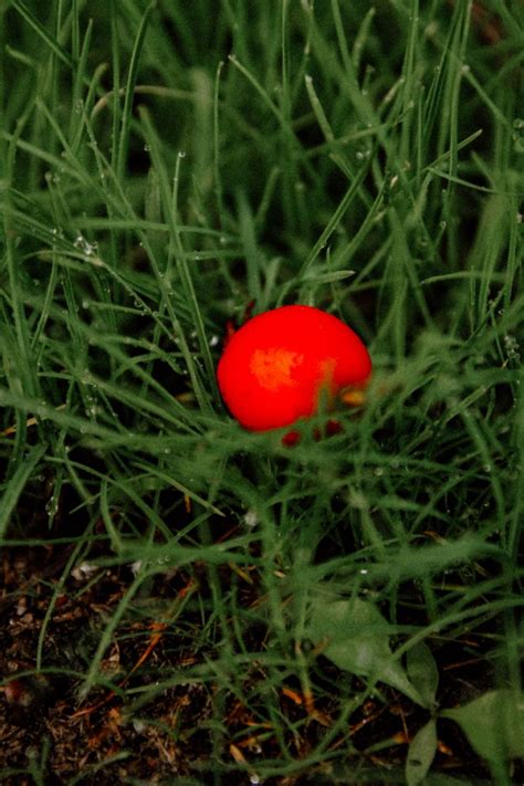 Ягода на траве | Vegetables, Tomato, Food