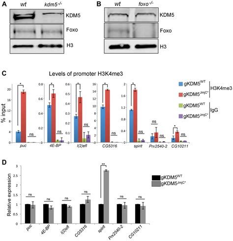 The H K Me Demethylase Activity Of Kdm Is Not Required For It To