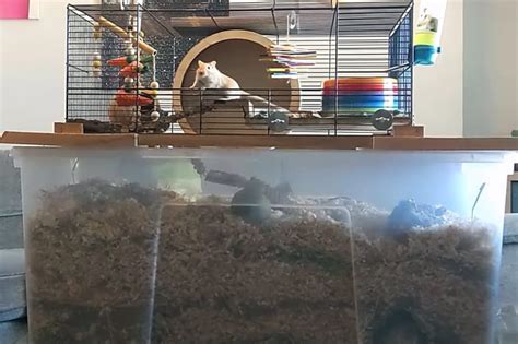 How To Set Up A Gerbil Cage (Gerbil Habitat Setup Guide)