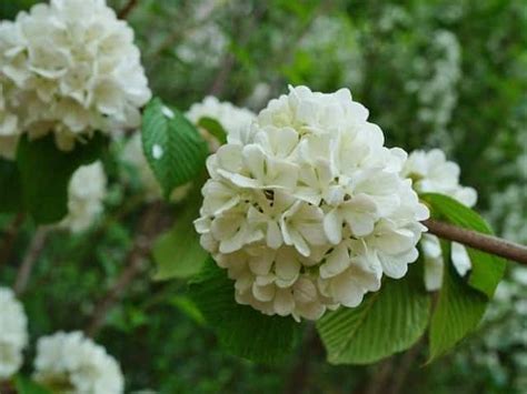 Viburnum Opulus Sterile Snowball Tree Diaco S Garden Nursery And Garden Centre Snowball