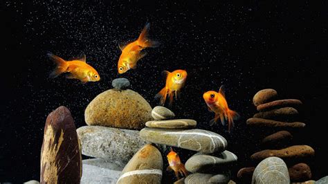 Download 3d Fish Tank Background | Wallpapers.com