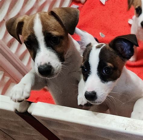 Jack Russell Terrier Puppies For Sale | Leesburg, FL #509482