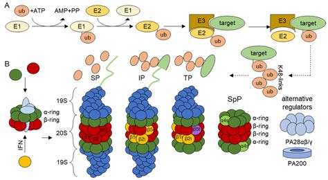 Schematic Representation Of Ubiquitylation And Proteasomal Protein