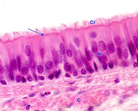 Epitelios De Revestimiento Epitelio Pseudoestratificado Y De Transición