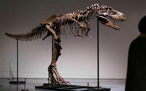 Scheletro Tyrannosaurus Rex All Asta Esemplare Da 25 Milioni Di Euro