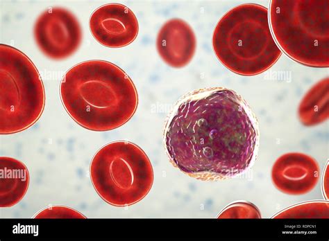 Lymphocyte White Blood Cells In A Blood Smear Computer Illustration