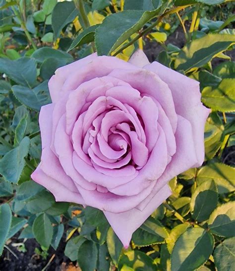 Плетисті Троянди