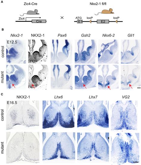 NKX2 1 Is Required In The Embryonic Septum For Cholinergic System