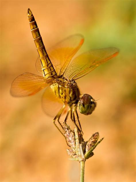 Kostenlose Foto Natur Fl Gel Fotografie Blume Sommer Tierwelt