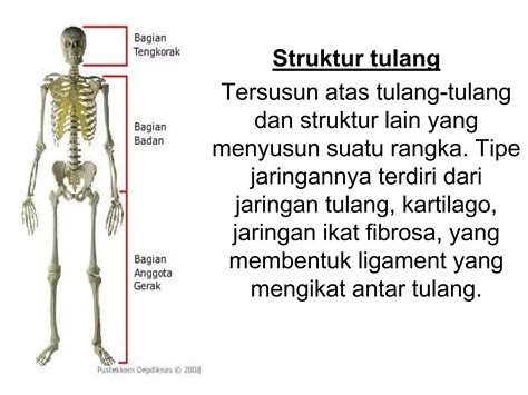 6anatomi Tulang Otot Syaraf Kepala Ppt