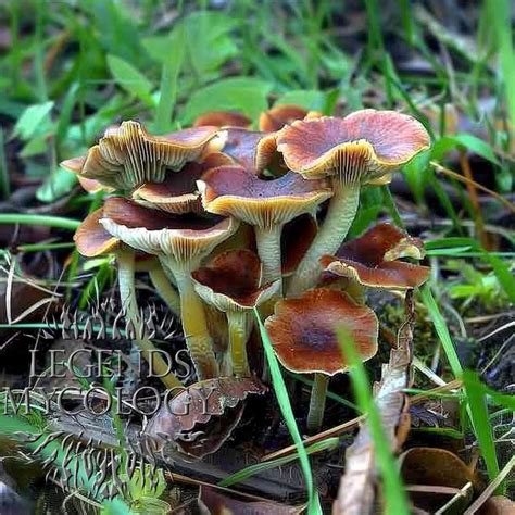 Wavy Caps Psilocybe Cyanescens Research Syringe