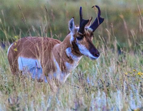 Cannundrums: American Pronghorn - South Dakota