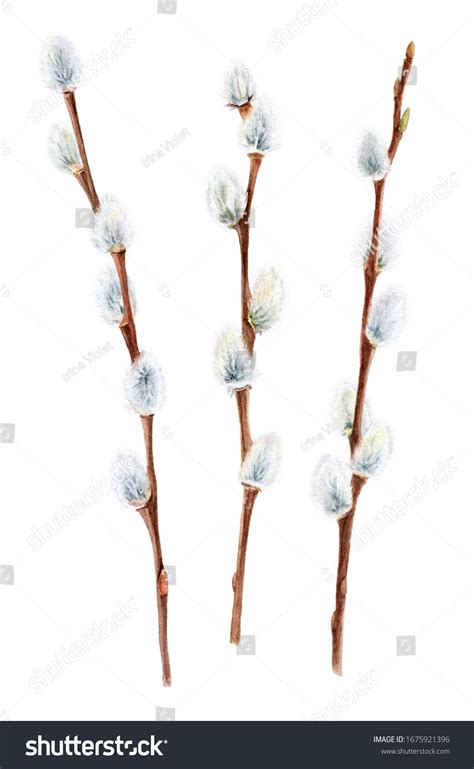 Watercolor Pussy Willow Branches Easter Symbol Stock Illustration