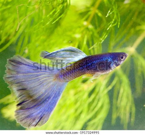 Fancy Guppy Culture Form Veil Tail Stock Photo 1917324995 Shutterstock