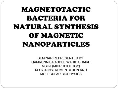 Magnetotactic bacteria. | PPT