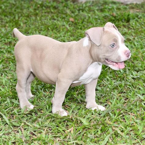 white pitbull's puppies ready for sale with health paperwork's