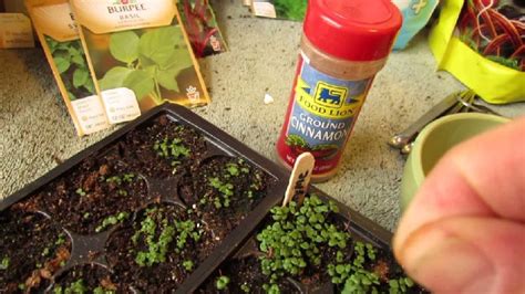 Just A Sprinkle Of Cinnamon In Your Garden Wise Gardening