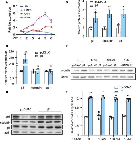 JCI Insight The Na K ATPase β1 subunit regulates epithelial tight