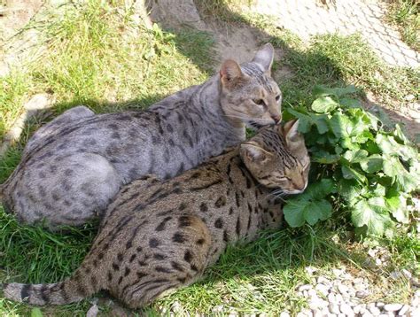 Züchter Exotischer Wildkatzen wie Savannah-Katze