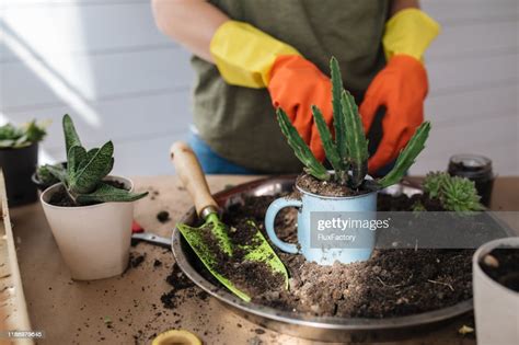 Woman Enjoying Her Weekend Botany Hobby High Res Stock Photo Getty Images