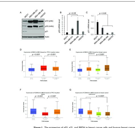 The Expression Of P53 P21 And Brd4 In Breast Cancer Cells And Human Download Scientific