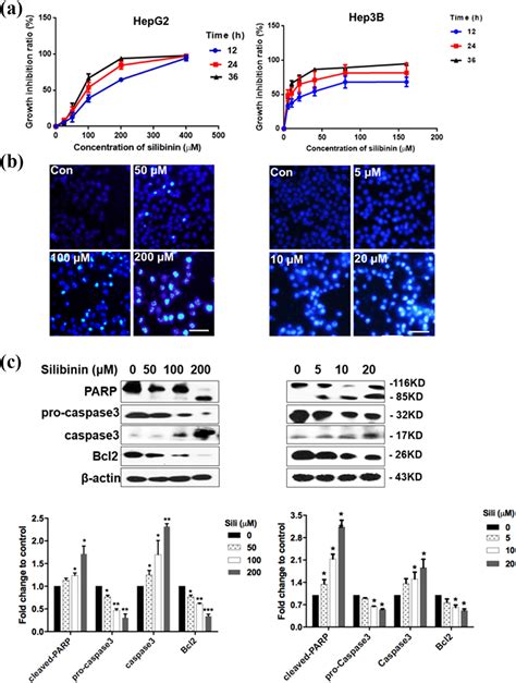 Autophagy And Glycolysis Independently Attenuate Silibinin Induced