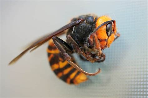 Northern giant hornet - Invasive Species Council of British Columbia