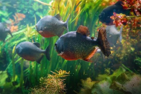 Piranhas De Barriga Vermelha Pygocentrus Nattereri Foto Premium