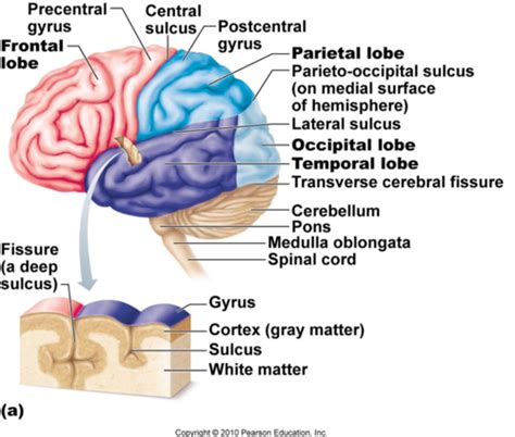 Exam 3 Intracranial Regulation BASICS Flashcards Quizlet