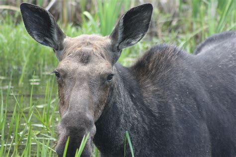 Moose Reminisce | Boundary Waters Blog