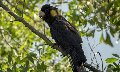 Yellow-tailed black Cockatoo - Lynton's-images