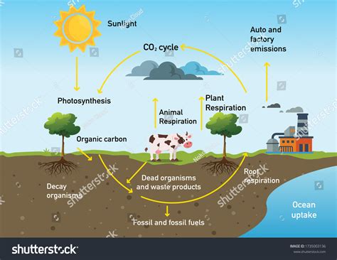 Hydrological Cycle Process Visually Learning Course Stock Vector ...