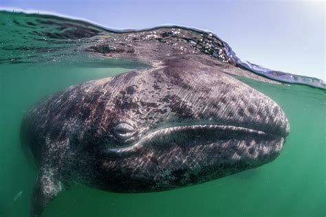 Grey Whale Calf, Baja California, Mexico Photograph by Claudio ...