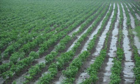 Guntur Cyclonic Rains Submerge 13 000 Ha Of Standing Crops