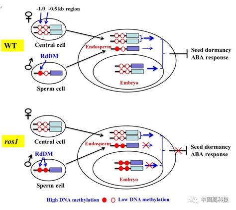 前沿科技 中科院科学家合作研究发现dna去甲基化酶ros1负调控基因印记和种子休眠新机制表达