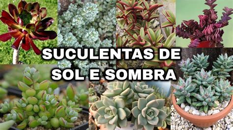 20 EspÉcies De Suculentas Para IdentificaÇÃo Sol E Sombra Youtube