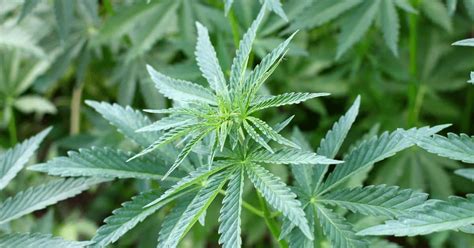 What Is Sativa Cannabis? - Just Cannabis