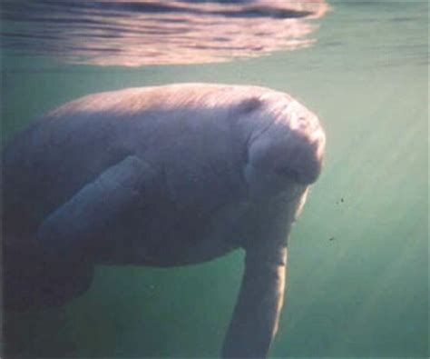 Manatee Tours : Homosassa Florida