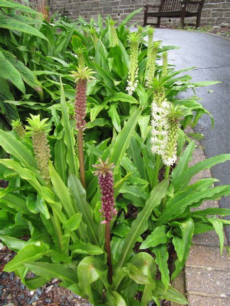 Eucomis Ventnor Botanical Gardens On The Isle Of Wight Leonora