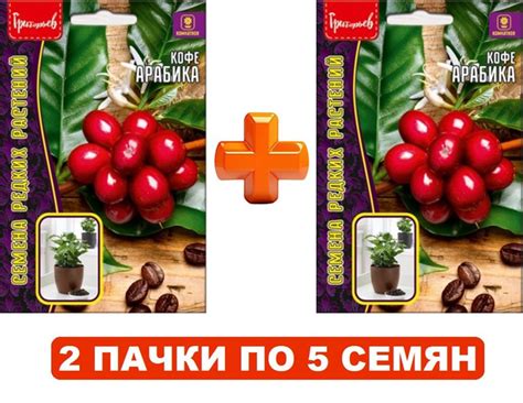 Кофейное дерево Григорьев Кофе Арабика_2_Кофе карликовый комнатный ...