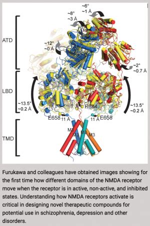 First structural views of the NMDA receptor in action will aid drug development