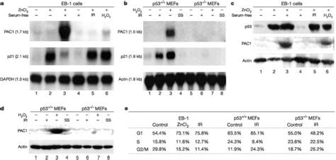 Transcriptional Regulation Of Pac By P A Induction Of Human Pac