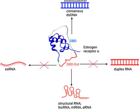 An Extended Dna Binding Domain Of The Estrogen Receptor Alpha Directly