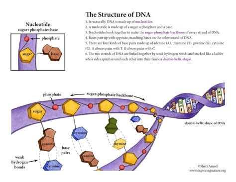 DNA Structure Poster