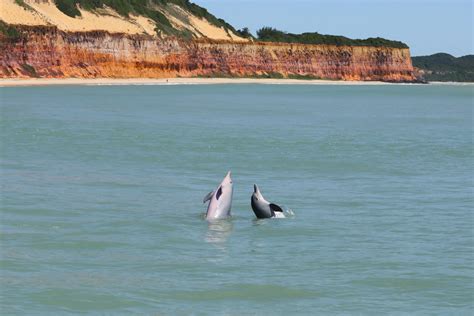 Ba A Dos Golfinhos Na Praia Da Pipa Eleita Uma Das Praias Mais