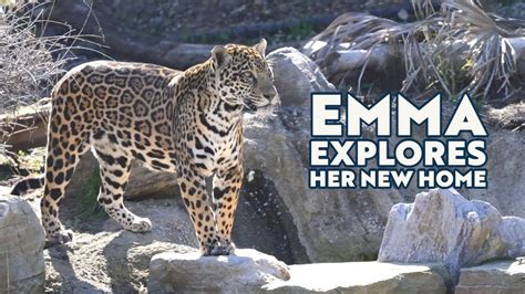 Emma The Jaguar Explores Her New Home Youtube