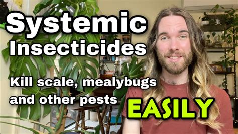 Systemic Pesticides How To Kill Scale And Other Houseplant Pests