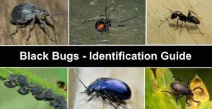 Types of Black Bugs (With Pictures) - Identification Guide