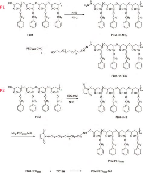 The Synthetic Routes For The Amphipathic Polymers P1 Pbm Hz Peg3400