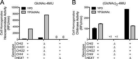 Cell Associated Hexosaminidase Activity Of Hex Isolated From Cultures